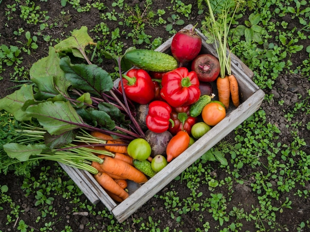 Légumes sains et biologiques